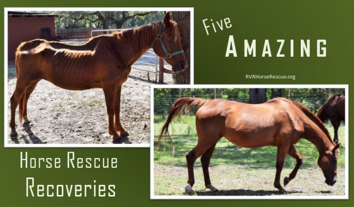 Horse Rescue Recoveries