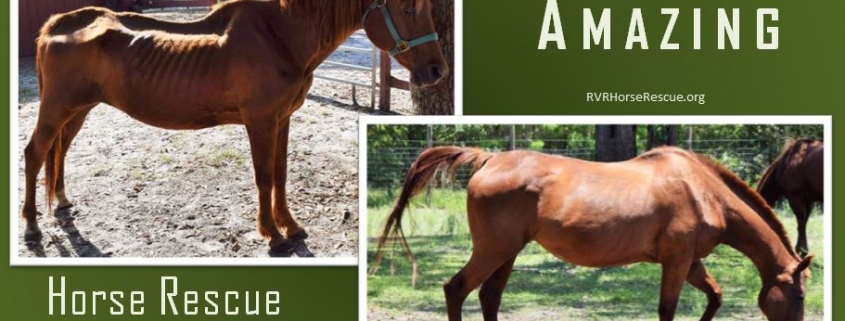 Horse Rescue Recoveries