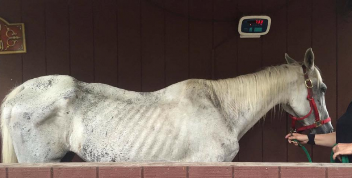 Saving a Starving Horse Saving a Starving Horse