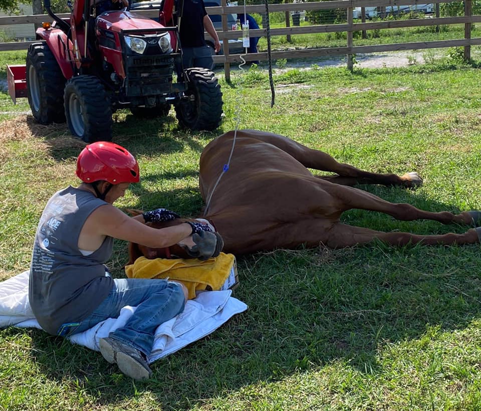 Large Animal Rescue for horse down