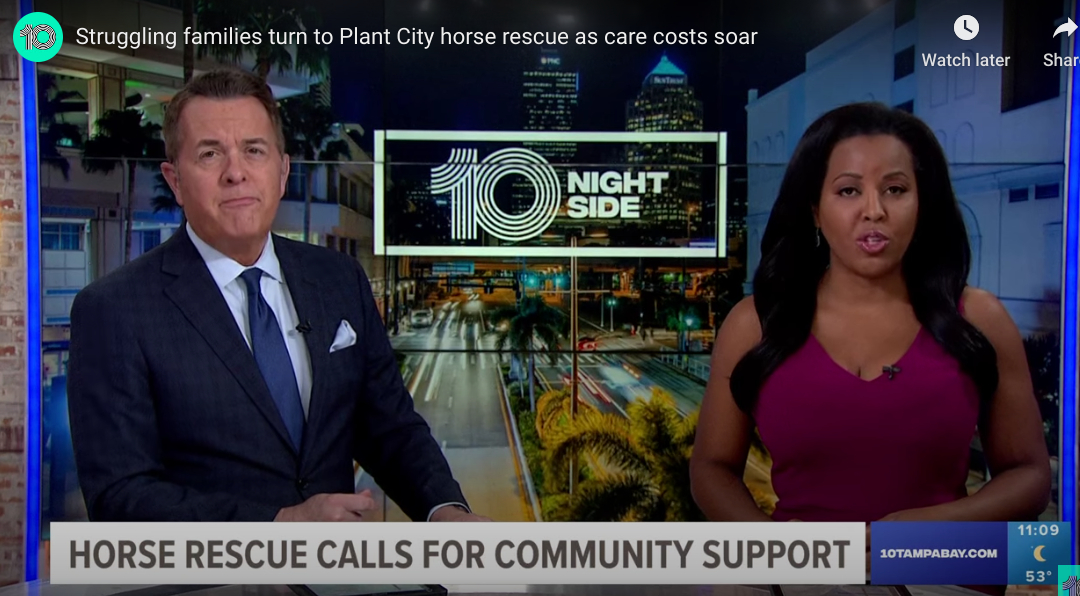 Horse Rescue calls for community support
