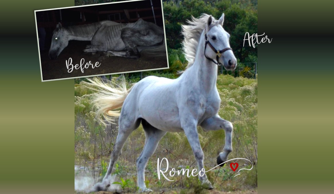 Romeo Before and After his rescue and rehabilitation