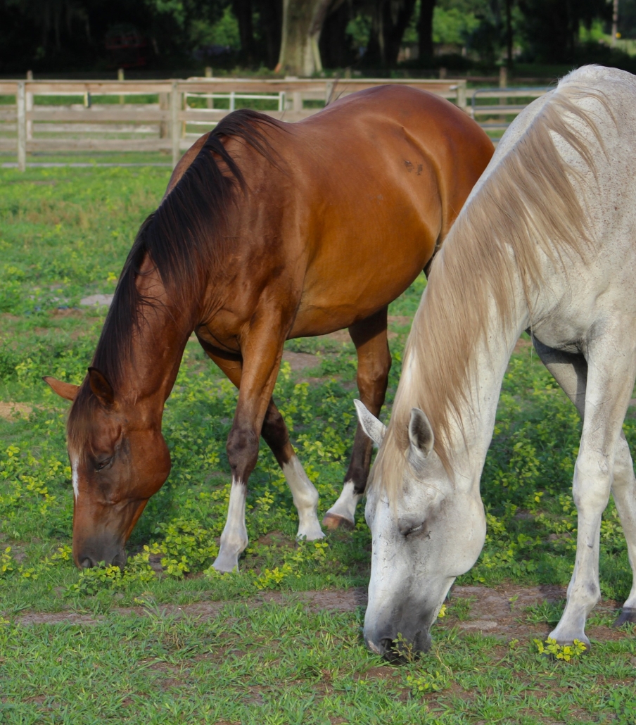 Cheerio and Louie