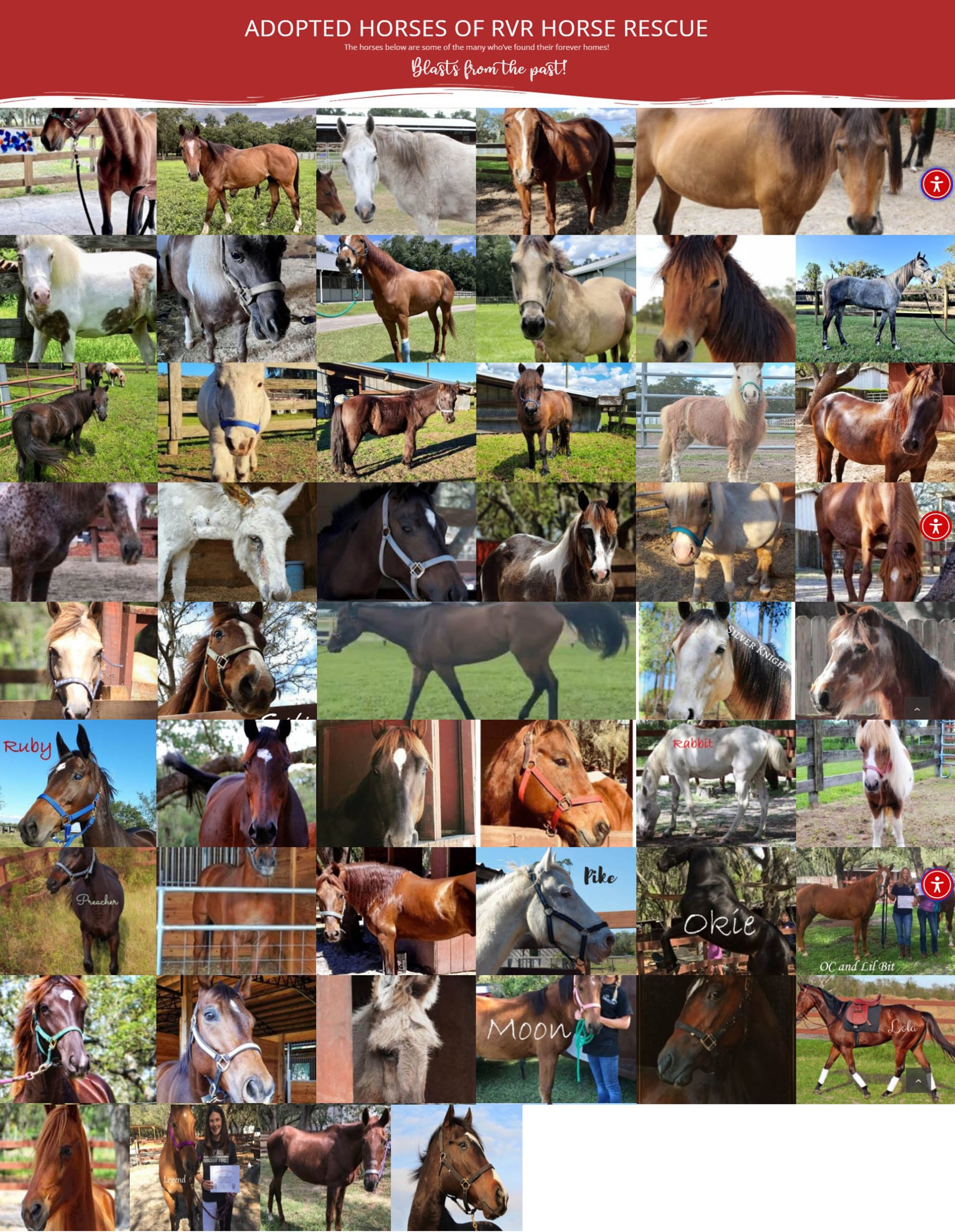 Some of the horses adopted from RVR Horse Rescue over the years