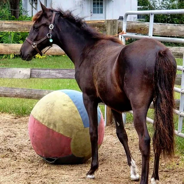 Griffin