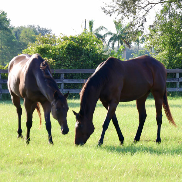 Horses Sponsor