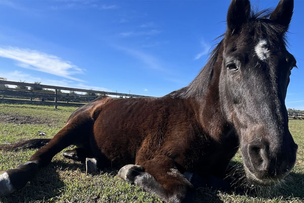 Indy for Bequest